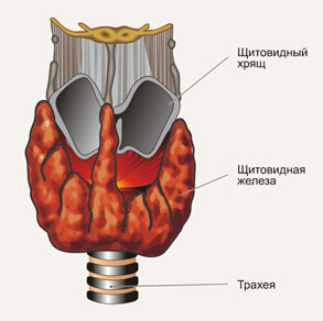 Что такое щитовидная железа